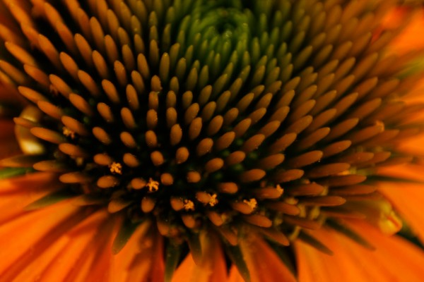 Patterns in Nature by CreationLife Me